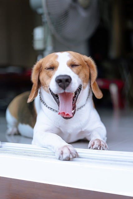 Free download yawning dog beagle animal canine free picture to be edited with GIMP free online image editor