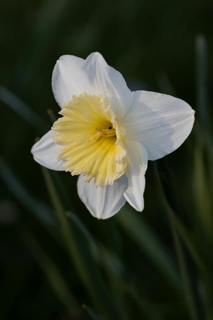 Free download yellow and white flowers nature free picture to be edited with GIMP free online image editor