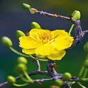 yellow apricot flower wallpaper  screen for extension Chrome web store in OffiDocs Chromium
