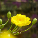 Yellow apricot with spring color  screen for extension Chrome web store in OffiDocs Chromium