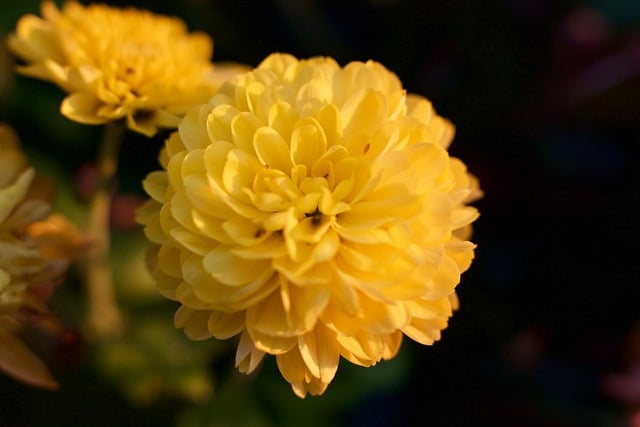 Free download yellow aster blossom bloom flower free picture to be edited with GIMP free online image editor