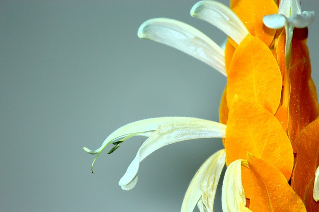 Bezpłatne pobieranie żółtego kwiatu bananowca antyczna sztuka darmowe zdjęcie do edycji za pomocą bezpłatnego internetowego edytora obrazów GIMP