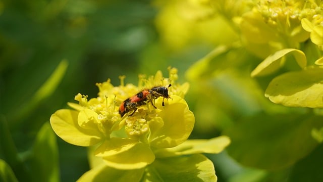 Free download yellow bee bugle spring insect free picture to be edited with GIMP free online image editor