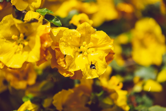 Free download yellow bee flower insect bloom free picture to be edited with GIMP free online image editor