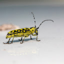 Yellow Beetle  screen for extension Chrome web store in OffiDocs Chromium