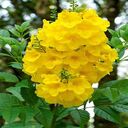 yellow bell flower wallpaperr  screen for extension Chrome web store in OffiDocs Chromium
