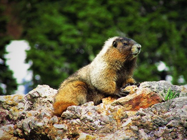 Free download Yellow-Bellied Marmot -  free photo or picture to be edited with GIMP online image editor