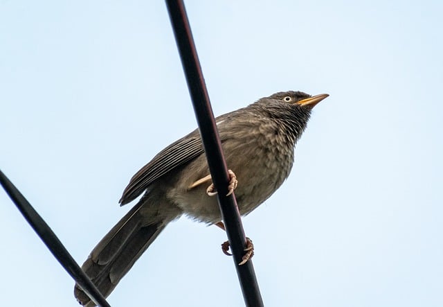 Free download yellow billed babbler bird animal free picture to be edited with GIMP free online image editor