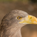 Yellow billed bird  screen for extension Chrome web store in OffiDocs Chromium