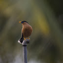Yellow billed bird on the water pipe  screen for extension Chrome web store in OffiDocs Chromium