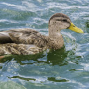 Yellow billed duck  screen for extension Chrome web store in OffiDocs Chromium