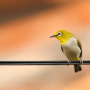 Yellow bird on electric wire  screen for extension Chrome web store in OffiDocs Chromium