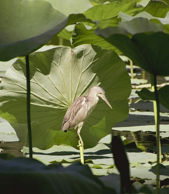 Free download yellow bittern bird lotus leaves free picture to be edited with GIMP free online image editor