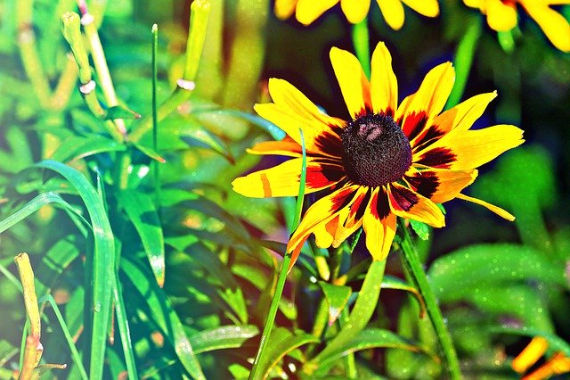 Free picture Yellow Black-Eyed Susan -  to be edited by GIMP free image editor by OffiDocs