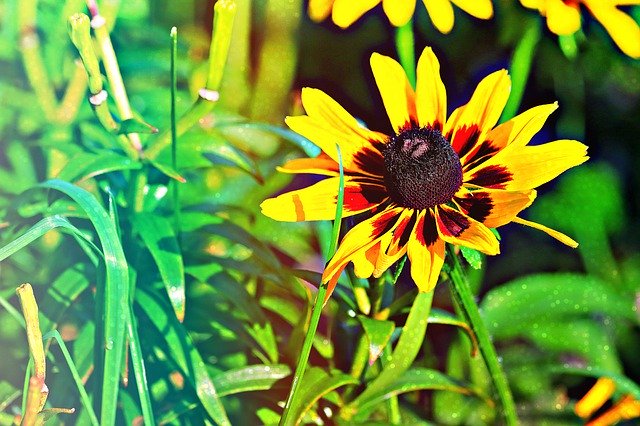 Free download Yellow Black-Eyed Susan -  free photo or picture to be edited with GIMP online image editor