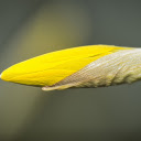 Yellow bud  screen for extension Chrome web store in OffiDocs Chromium