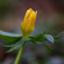 Yellow buds  screen for extension Chrome web store in OffiDocs Chromium