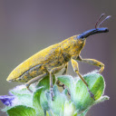 Yellow Bug  screen for extension Chrome web store in OffiDocs Chromium