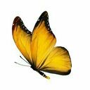 yellow butterfly wallpaper black border  screen for extension Chrome web store in OffiDocs Chromium