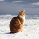Yellow cat and snow white  screen for extension Chrome web store in OffiDocs Chromium