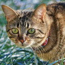YELLOW CAT Theme  screen for extension Chrome web store in OffiDocs Chromium