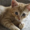 Yellow cat with blue eyes  screen for extension Chrome web store in OffiDocs Chromium