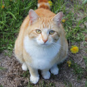 Yellow cat with white collar  screen for extension Chrome web store in OffiDocs Chromium