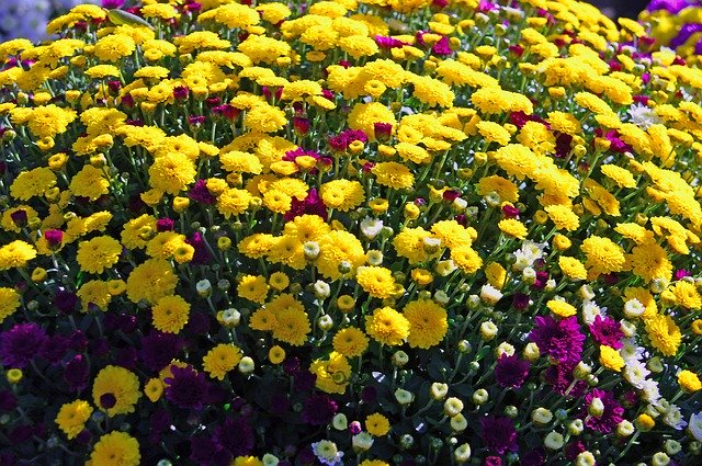 Скачать бесплатно Желтые хризантемы - бесплатное фото или изображение для редактирования с помощью онлайн-редактора изображений GIMP