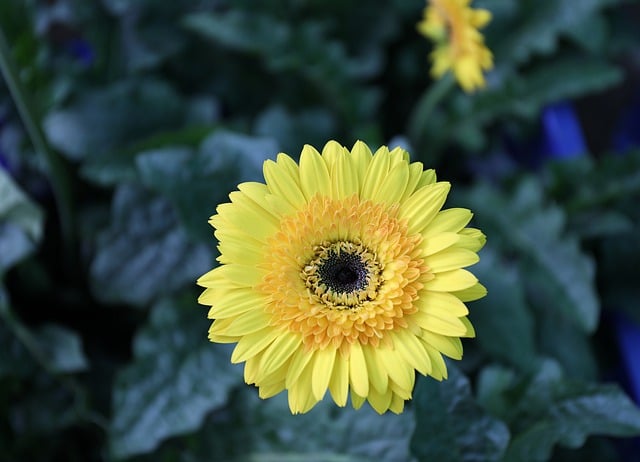Scarica gratuitamente l'immagine gratuita del crisantemo giallo crisantemo da modificare con l'editor di immagini online gratuito GIMP