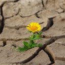 Yellow chrysanthemum flower  screen for extension Chrome web store in OffiDocs Chromium