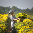 Yellow Chrysanthemum Garden  screen for extension Chrome web store in OffiDocs Chromium