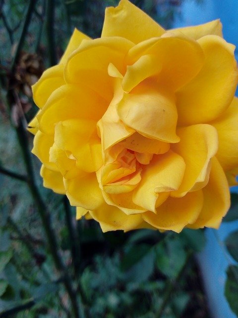 Free download Yellow Color Peace Fall In Love -  free photo or picture to be edited with GIMP online image editor