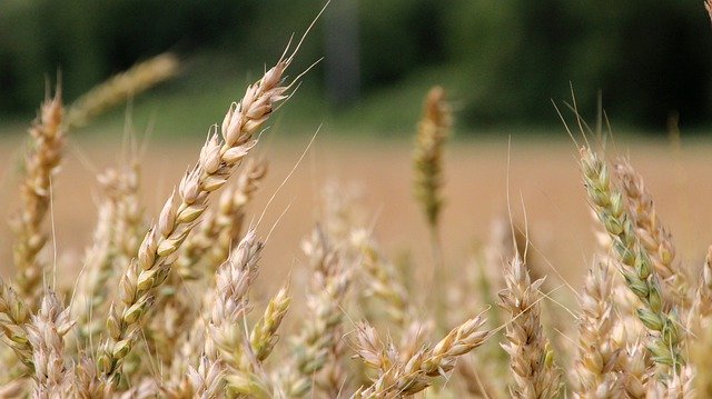 Бесплатно скачать Желтое кукурузное поле Сельское хозяйство - бесплатную фотографию или картинку для редактирования с помощью онлайн-редактора изображений GIMP