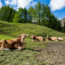 Yellow Cows on Green Hills  screen for extension Chrome web store in OffiDocs Chromium