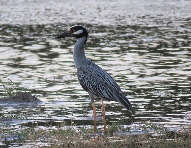 무료 다운로드 Yellow Crowned Night Heron - 무료 사진 또는 김프 온라인 이미지 편집기로 편집할 수 있는 사진