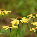 yellow daisy  screen for extension Chrome web store in OffiDocs Chromium