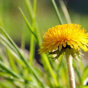 Yellow Dandelion  screen for extension Chrome web store in OffiDocs Chromium