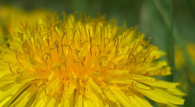 Muat turun percuma Yellow Dandelion Blossom - foto atau gambar percuma untuk diedit dengan editor imej dalam talian GIMP
