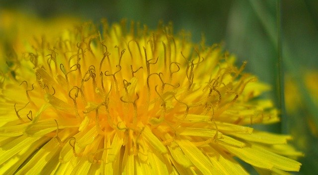 ດາວໂຫຼດຟຣີ Yellow Dandelion Blossom - ຮູບພາບຫຼືຮູບພາບທີ່ບໍ່ເສຍຄ່າເພື່ອແກ້ໄຂດ້ວຍຕົວແກ້ໄຂຮູບພາບອອນໄລນ໌ GIMP