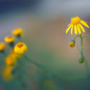 Yellow dandelion flower  screen for extension Chrome web store in OffiDocs Chromium