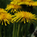 Yellow Dandelion Flowers  screen for extension Chrome web store in OffiDocs Chromium