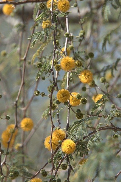 Descarga gratuita Yellow Desert Flower - foto o imagen gratuita para editar con el editor de imágenes en línea GIMP