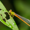 Yellow Dragonfly  screen for extension Chrome web store in OffiDocs Chromium