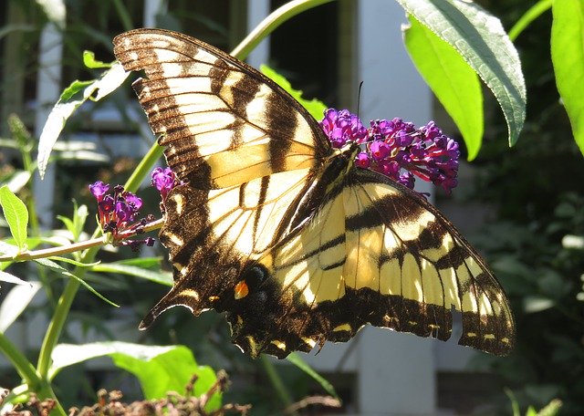 Unduh gratis Yellow Eastern Tiger Swallowtail - foto atau gambar gratis untuk diedit dengan editor gambar online GIMP