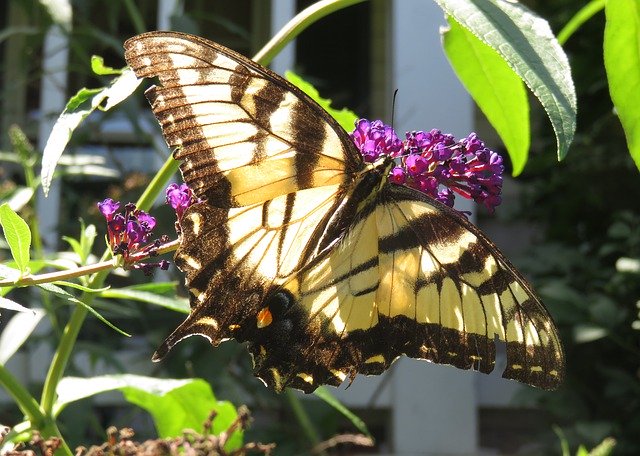 Gratis download Yellow Eastern Tiger Swallowtail - gratis foto of afbeelding om te bewerken met GIMP online afbeeldingseditor