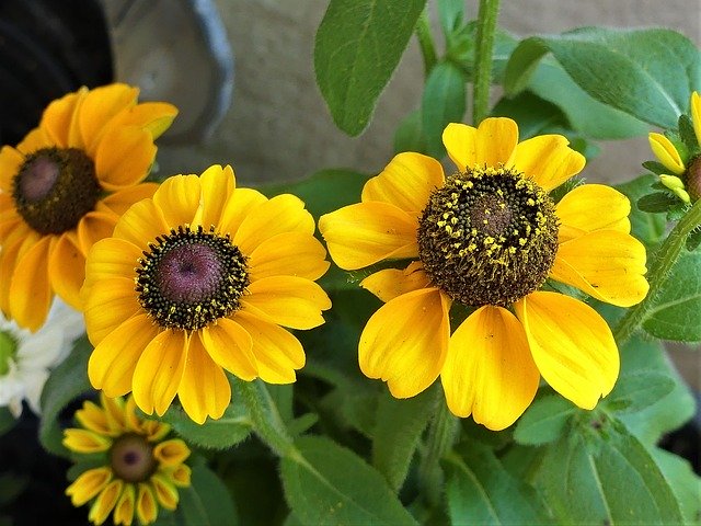 Descarga gratuita Yellow Echinacea Herb Flower Sunny - foto o imagen gratuita para editar con el editor de imágenes en línea GIMP