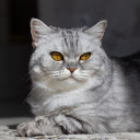 Yellow Eyed Gray Cat  screen for extension Chrome web store in OffiDocs Chromium