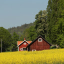 Yellow Field in Jonkoping County  screen for extension Chrome web store in OffiDocs Chromium