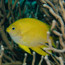 Yellow Fish  screen for extension Chrome web store in OffiDocs Chromium