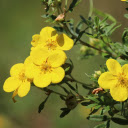 Yellow five petaled flowers  screen for extension Chrome web store in OffiDocs Chromium